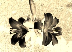 Sepia + Negatyw