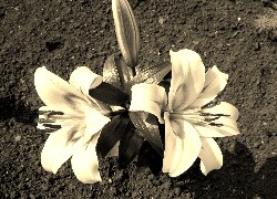 Szary + Sepia
