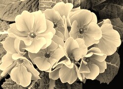 Szary + Sepia