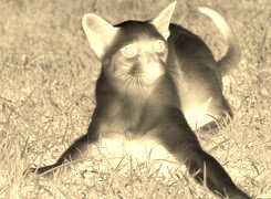 Sepia + Negatyw