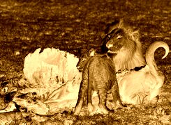 Sepia + Negatyw