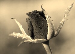 Szary + Sepia