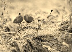 Szary + Sepia