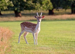 Oryginalny obrazek