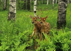 Oryginalny obrazek