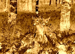 Sepia + Negatyw