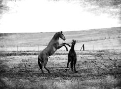 Szary + Sepia