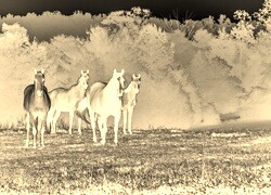 Sepia + Negatyw