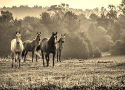Szary + Sepia