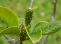 Oryginalny obrazek