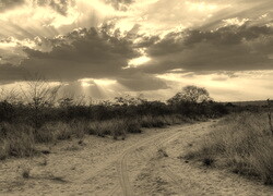 Szary + Sepia