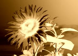 Sepia + Negatyw