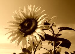 Sepia