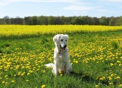 Oryginalny obrazek