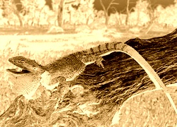 Sepia + Negatyw