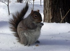 Oryginalny obrazek