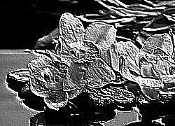 Skamielina