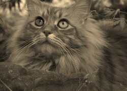 Sepia