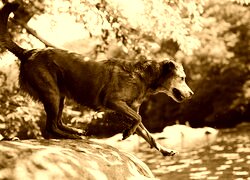 Sepia