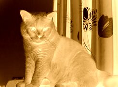 Sepia + Negatyw