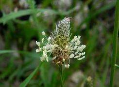 Oryginalny obrazek