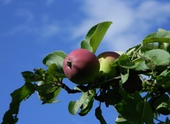 Oryginalny obrazek