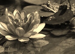Sepia