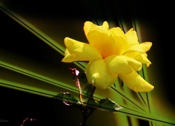 Oryginalny obrazek