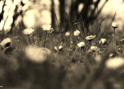 Szary + Sepia