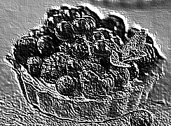 Skamielina
