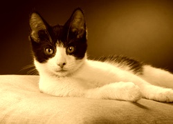 Sepia