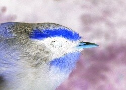 Negatyw