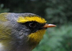 Oryginalny obrazek