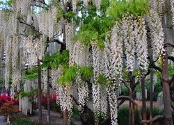 Oryginalny obrazek