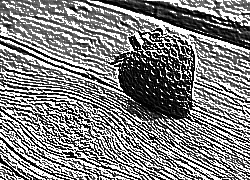 Skamielina