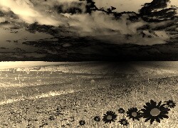Sepia + Negatyw