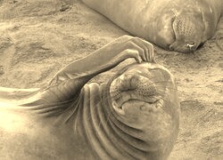 Sepia