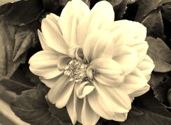 Szary + Sepia