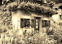 Szary + Sepia