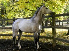Oryginalny obrazek