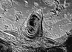 Skamielina