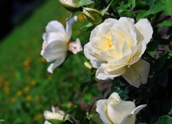 Oryginalny obrazek