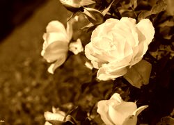 Sepia