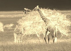 Sepia + Negatyw