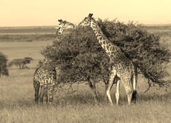Szary + Sepia