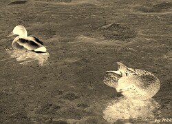 Sepia + Negatyw
