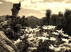 Szary + Sepia