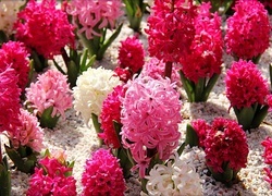 Oryginalny obrazek
