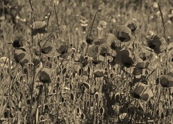 Szary + Sepia