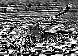 Skamielina